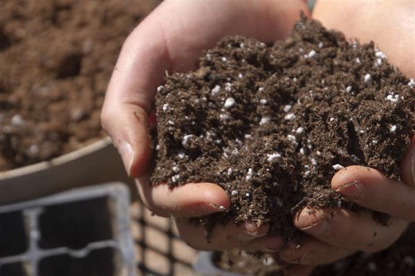 镜面草的养殖方法，适合在砂质土壤中种植