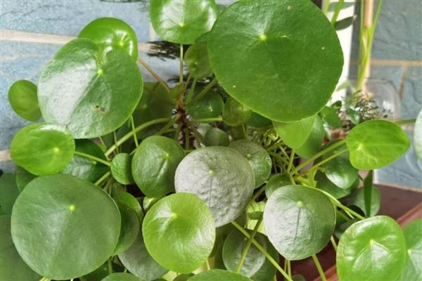 镜面草的养殖方法，适合在砂质土壤中种植