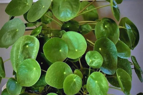 镜面草的养殖方法，适合在砂质土壤中种植