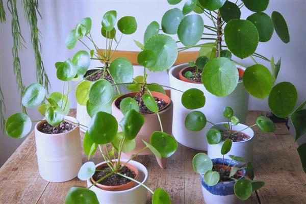 镜面草的养殖方法，适合在砂质土壤中种植