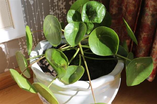 镜面草的养殖方法，适合在砂质土壤中种植