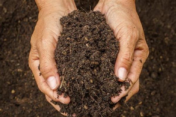 镜面草的养殖方法，适合在砂质土壤中种植