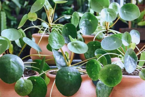 镜面草的养殖方法，适合在砂质土壤中种植