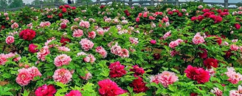 怎样分辨牡丹花和芍药花，可观察茎部、叶片等