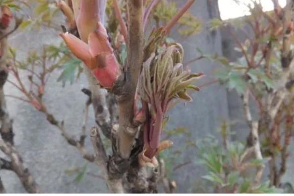 怎样分辨牡丹花和芍药花，可观察茎部、叶片等