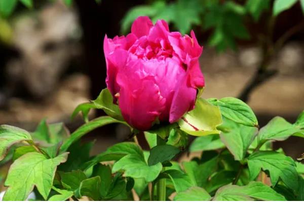 怎样分辨牡丹花和芍药花，可观察茎部、叶片等