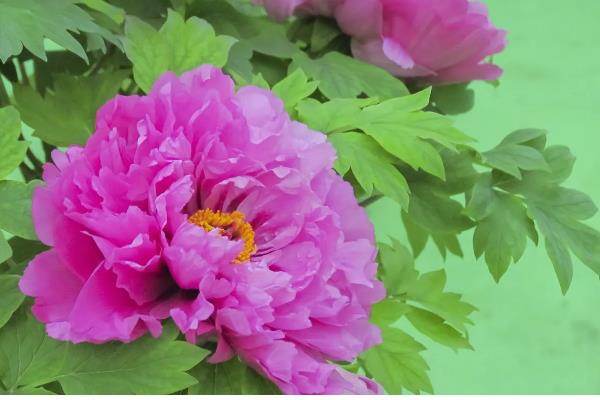 怎样分辨牡丹花和芍药花，可观察茎部、叶片等