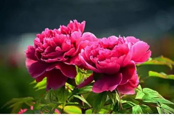 怎样分辨牡丹花和芍药花，可观察茎部、叶片等