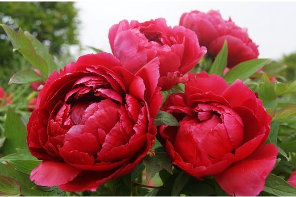 怎样分辨牡丹花和芍药花，可观察茎部、叶片等