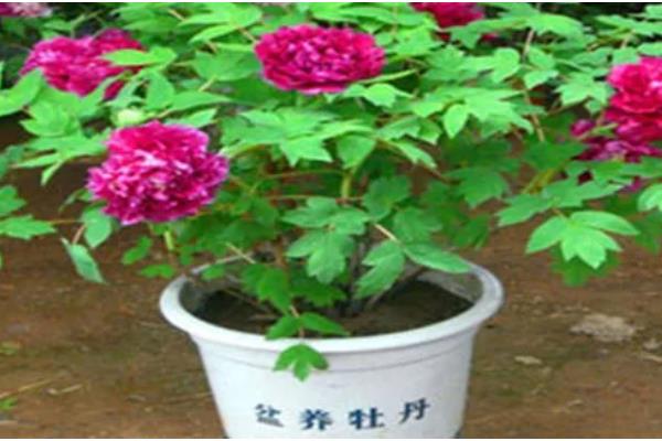 怎样分辨牡丹花和芍药花，可观察茎部、叶片等