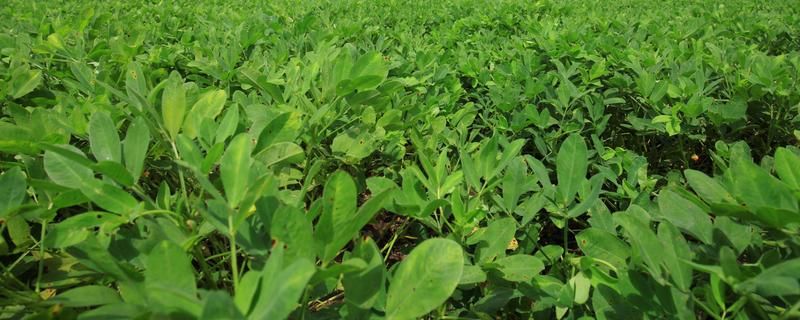 花生如何种植，播种前用多菌灵可湿性粉剂进行拌种