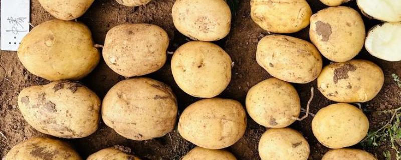 马铃薯是不是植物的根，属于地下茎
