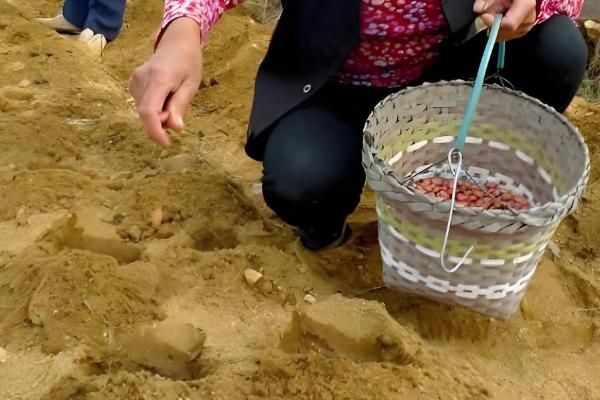 花生如何种植，播种前用多菌灵可湿性粉剂进行拌种