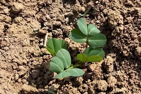 花生如何种植，播种前用多菌灵可湿性粉剂进行拌种