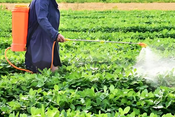 花生如何种植，播种前用多菌灵可湿性粉剂进行拌种