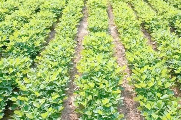 花生如何种植，播种前用多菌灵可湿性粉剂进行拌种