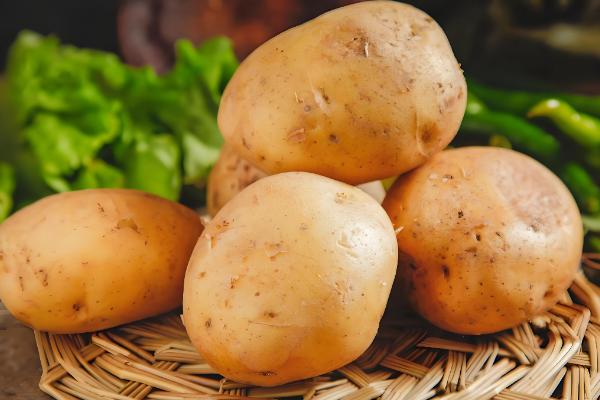 马铃薯是不是植物的根，属于地下茎