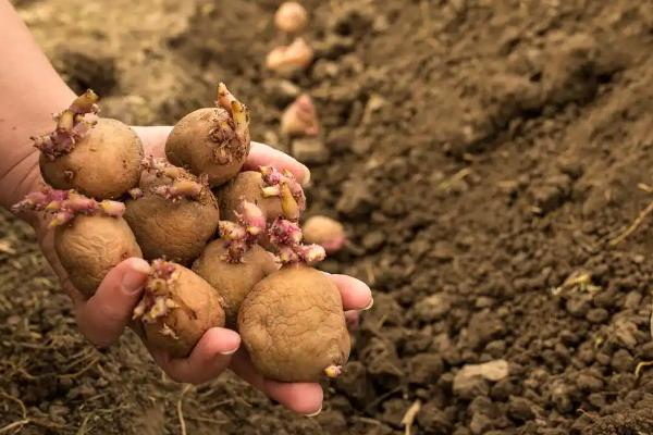 马铃薯是不是植物的根，属于地下茎