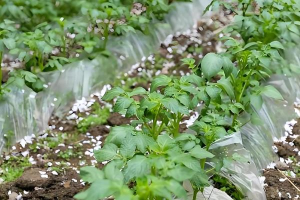 马铃薯是不是植物的根，属于地下茎