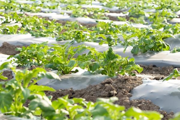 马铃薯是不是植物的根，属于地下茎