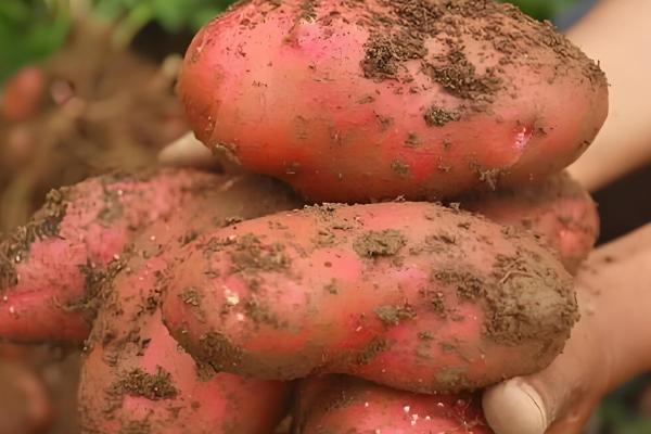 马铃薯是不是植物的根，属于地下茎