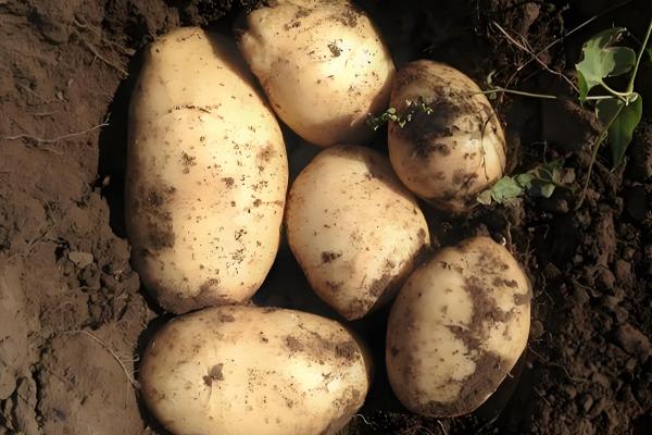 马铃薯是不是植物的根，属于地下茎