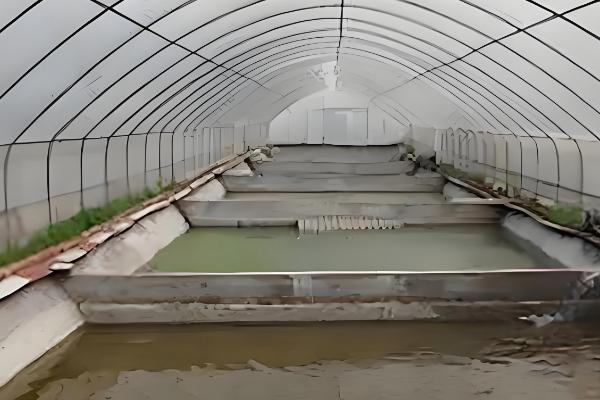 泥鳅主喂什么饲料，可选择酒糟、米糠、蚯蚓等种类