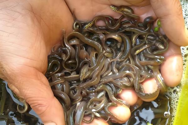 泥鳅主喂什么饲料，可选择酒糟、米糠、蚯蚓等种类