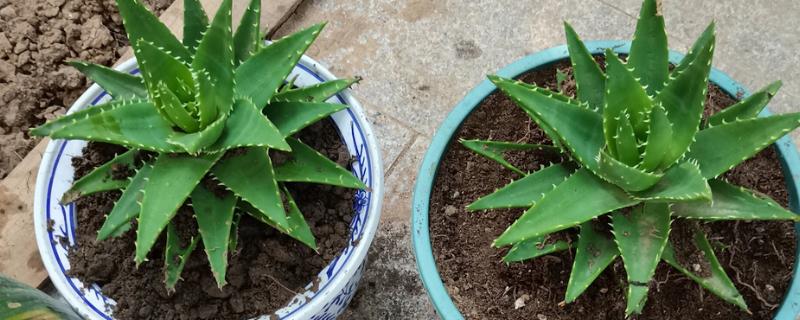 芦荟如何种植，4-5月时需翻盆换土一次