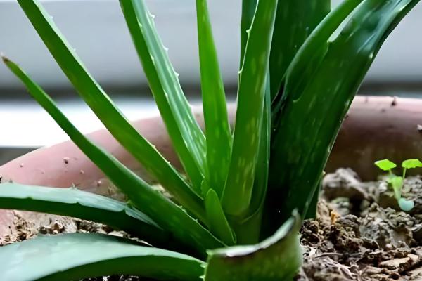 芦荟如何种植,4-5月时需翻盆换土一次