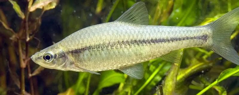 麦穗鱼可以长多大，常见个体的体长5-7厘米