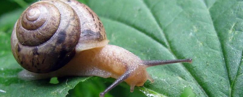 蜗牛有脚吗，蜗牛是没有脚的
