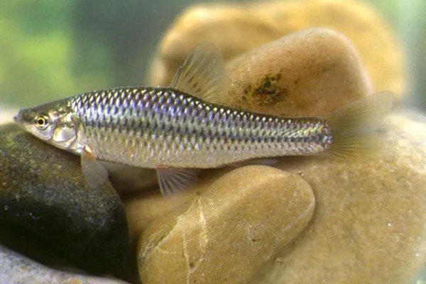 麦穗鱼可以长多大，常见个体的体长5-7厘米