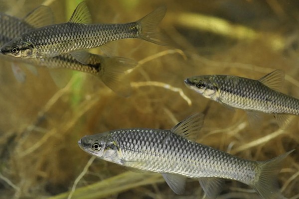 麦穗鱼可以长多大，常见个体的体长5-7厘米