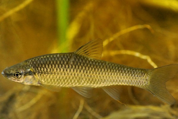 麦穗鱼可以长多大，常见个体的体长5-7厘米