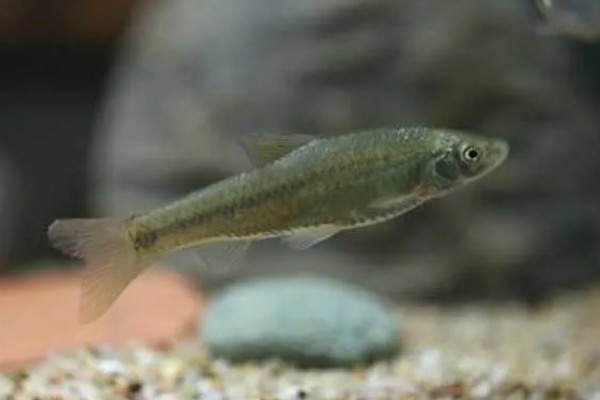 麦穗鱼可以长多大，常见个体的体长5-7厘米