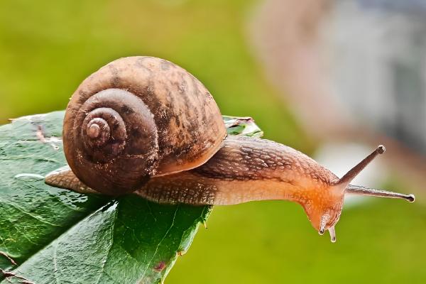 蜗牛有脚吗,蜗牛是没有脚的