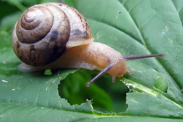 蜗牛有脚吗,蜗牛是没有脚的