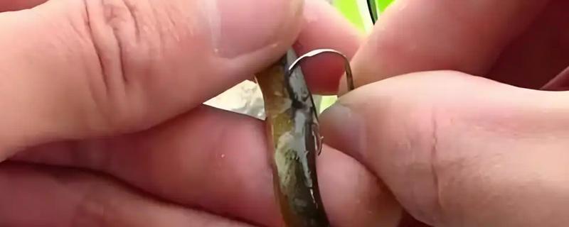 钓鱼怎么挂泥鳅,主要有背挂法、鼻挂法、尾挂法这三种方式