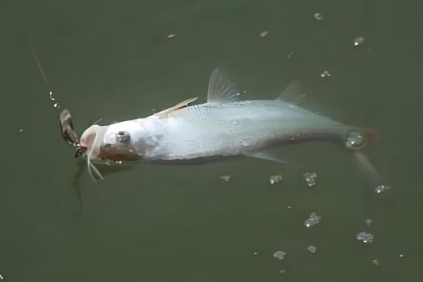 钓鱼怎么挂泥鳅,主要有背挂法、鼻挂法、尾挂法这三种方式