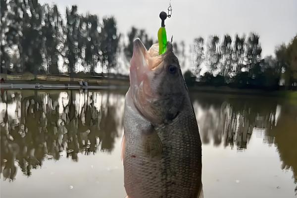 钓鱼怎么挂泥鳅,主要有背挂法、鼻挂法、尾挂法这三种方式