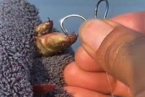 钓鱼怎么挂泥鳅,主要有背挂法、鼻挂法、尾挂法这三种方式