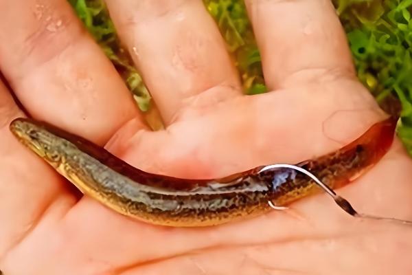 钓鱼怎么挂泥鳅,主要有背挂法、鼻挂法、尾挂法这三种方式