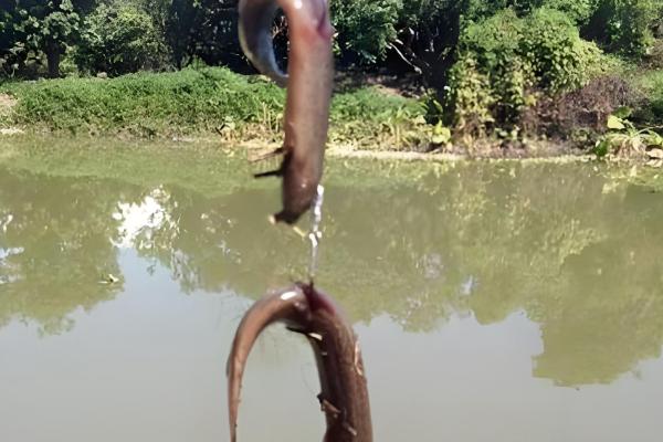 钓鱼怎么挂泥鳅,主要有背挂法、鼻挂法、尾挂法这三种方式