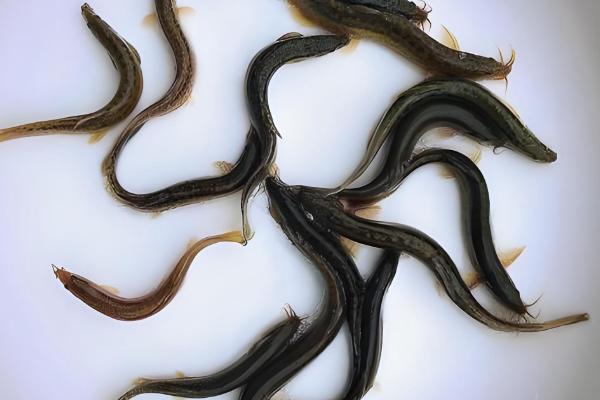 钓鱼怎么挂泥鳅,主要有背挂法、鼻挂法、尾挂法这三种方式