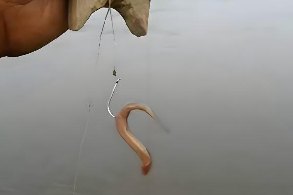钓鱼怎么挂泥鳅,主要有背挂法、鼻挂法、尾挂法这三种方式