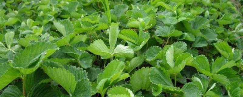 草莓苗种植多久能成熟，通常需要4-5个月