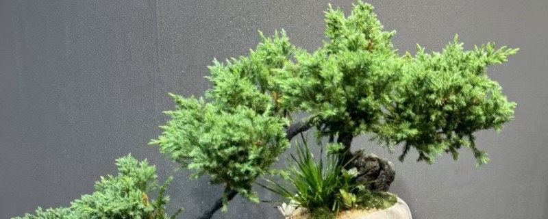 珍珠柏叶子发黄干枯怎么处理，及时剪掉病弱枝和虫害枝