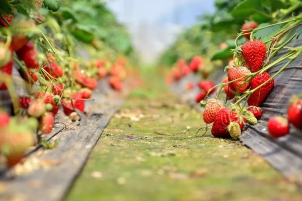 草莓苗种植多久能成熟，通常需要4-5个月