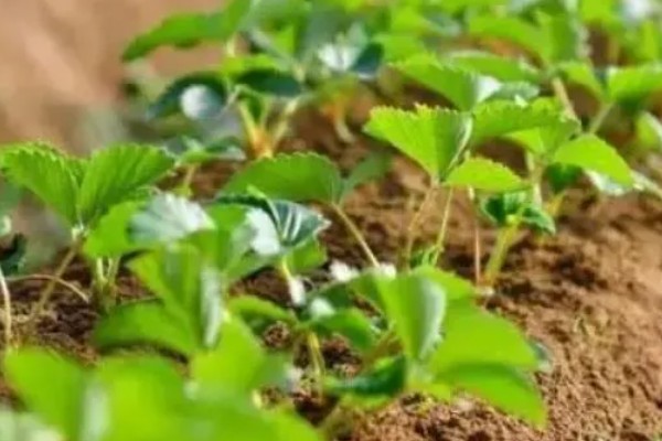 草莓苗种植多久能成熟，通常需要4-5个月